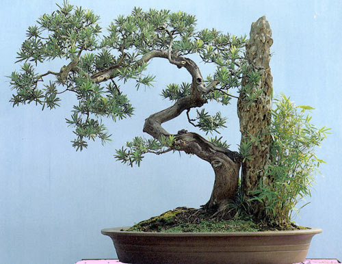 tranh cây tùng