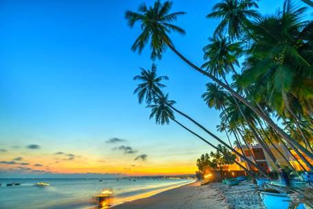 Ảnh bãi biển với hàng dừa nghiêng