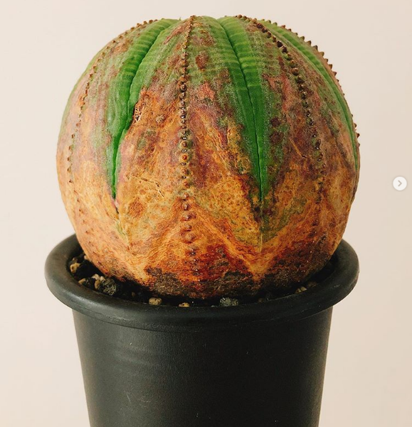 cây Euphorbia obesa