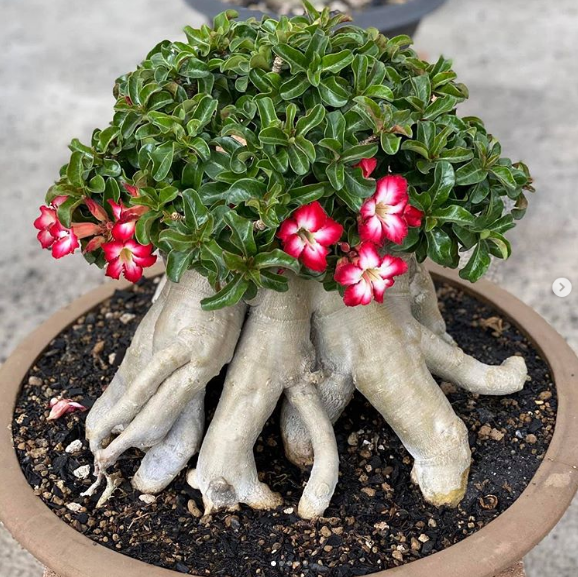 cây hoa sứ bonsai