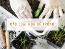                          Top các loại hoa dễ trồng và cách chăm sóc cơ bản                     